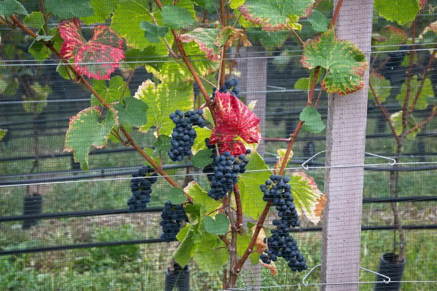 Vitivinicolo, prorogati i termini per domande su vigneti e investimenti