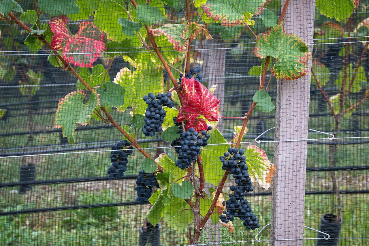 Vitivinicolo, prorogati i termini per domande su vigneti e investimenti