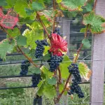 Vitivinicolo, prorogati i termini per domande su vigneti e investimenti